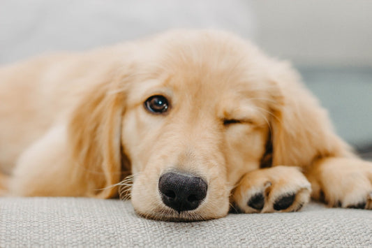 Everything You Need to Know About Golden Retrievers - FurTribe