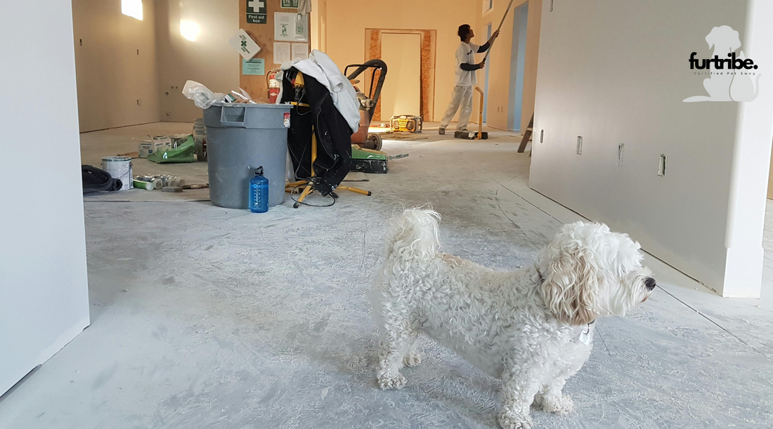 The Ultimate Guide to Pet-Friendly Home Interior