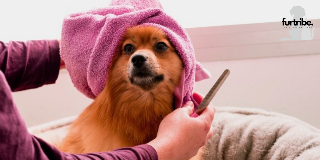 5 Best Cleaning Tips for Keeping Your Home Pet Hair-Free