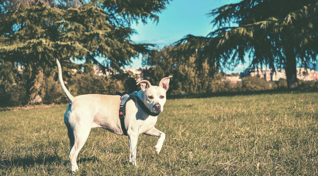 Top tips to keep your dog cool and safe during summer