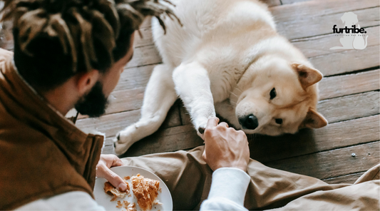 Toxic and Dangerous Foods Your Dog Should Never Eat