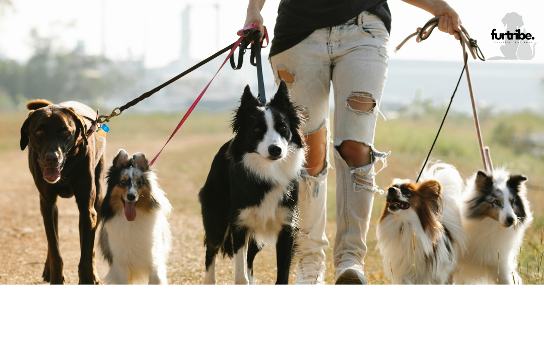 furtribe-best-dog-breeds-for-active-people