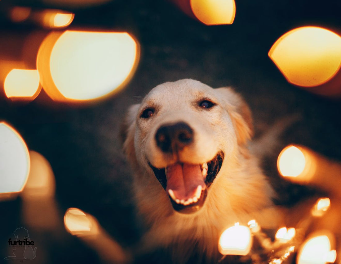 Tips to Keep Your Pets Safe During Diwali - FurTribe