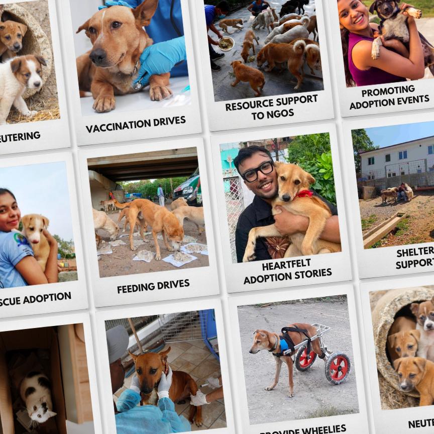 furtribe-supporting-ngos-shelter-dogs